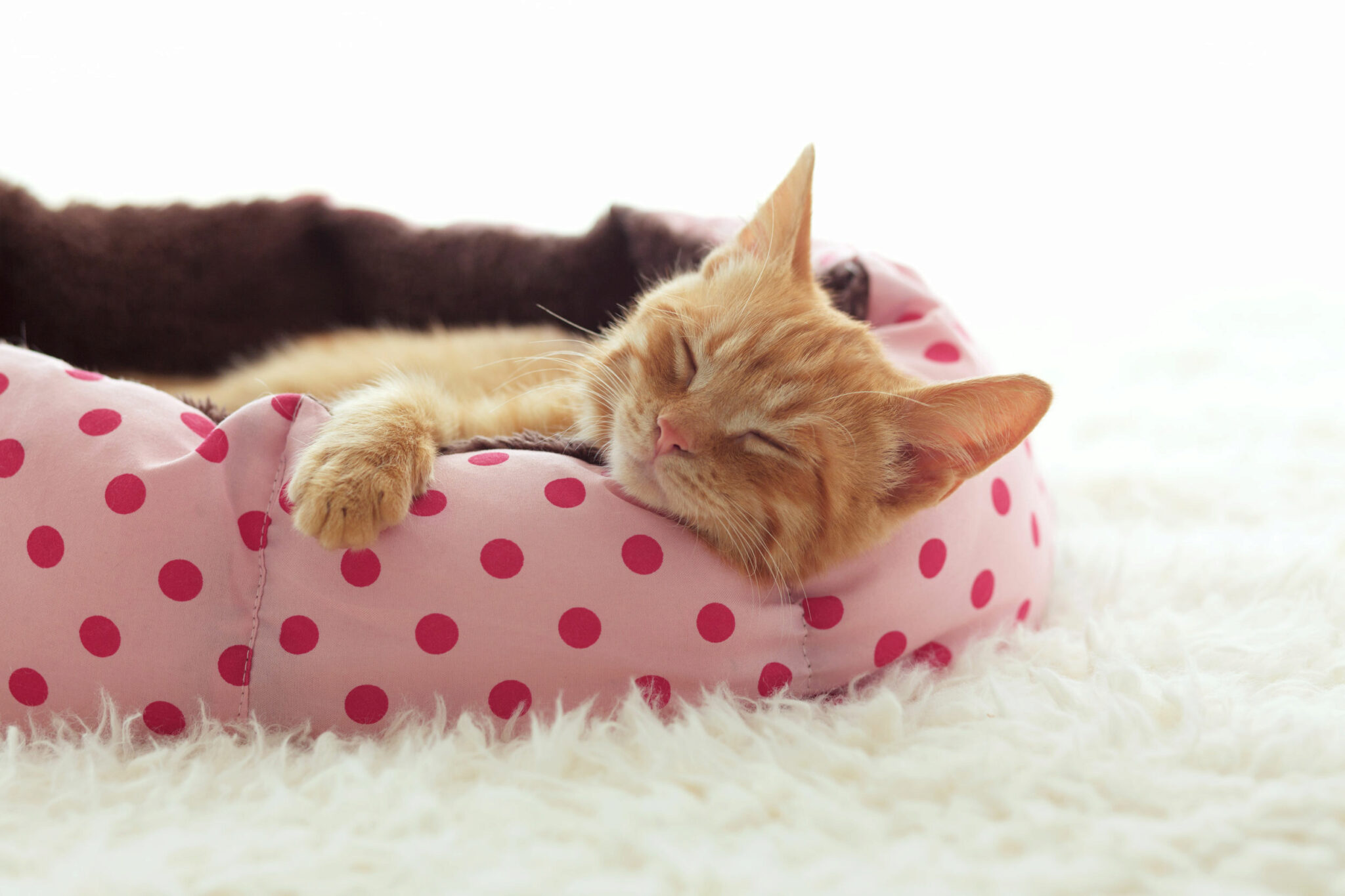 Yunt Pet Letto Rotondo Caldo Cuscino Comodo Traspirante Pet Beds Tela Nido per Gatti Cani 