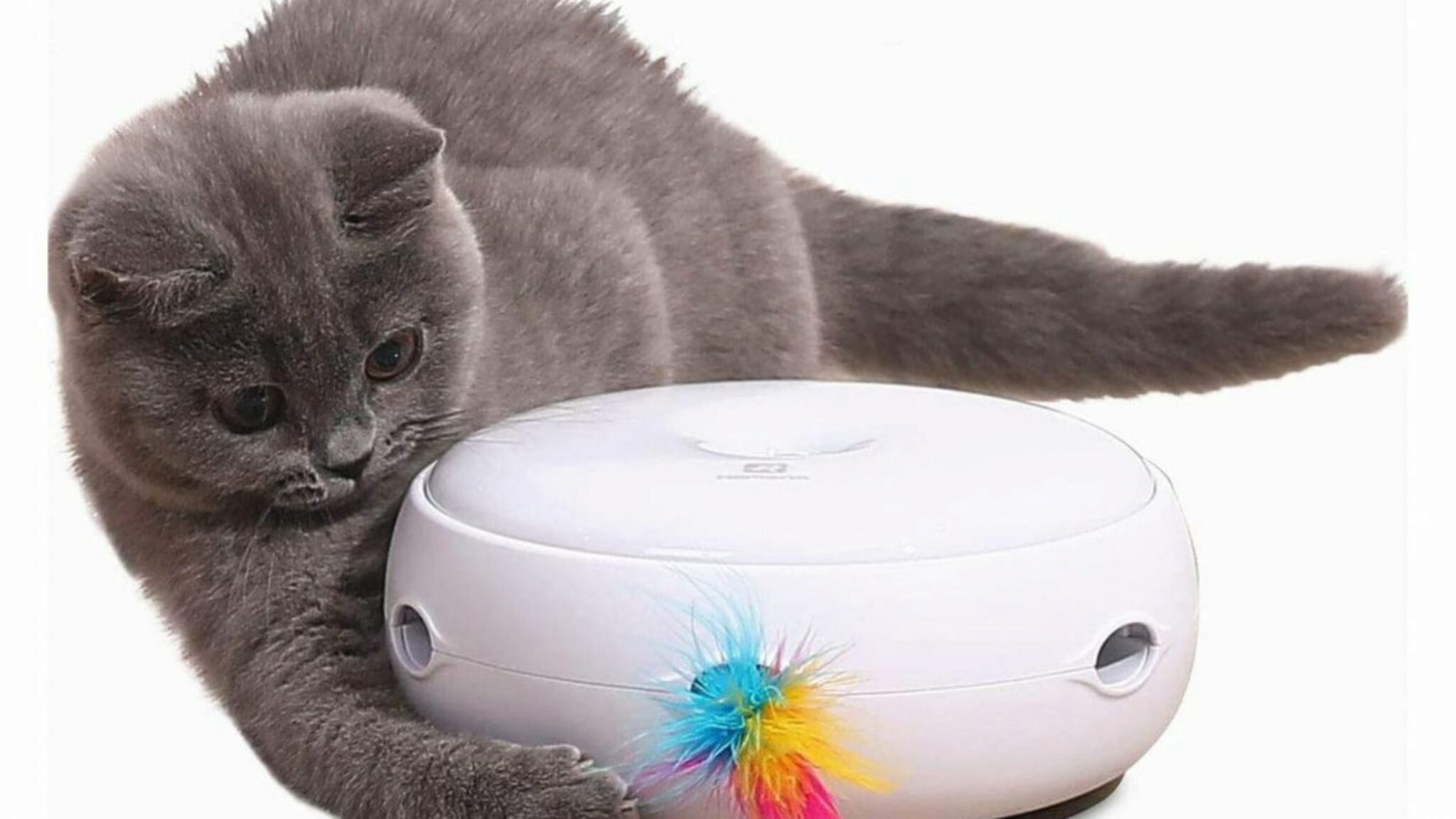 5 in 1 Laser Game per gatti Animali Gatti Giochi Giochi interattivi 